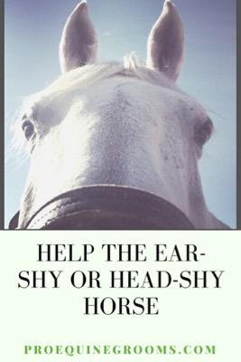 head shy horse