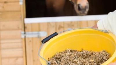 horse looking at yellow bucket full of feed
