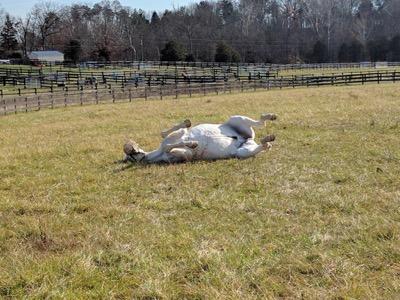 gray horse rolling in the pasture
