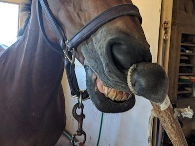 horse face with twitch on the upper lip