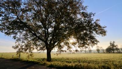 oak tree in a meadow