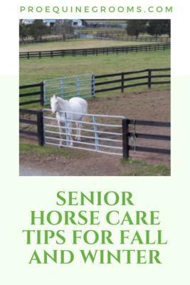 senior horse care tips for winter