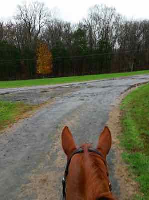 trail ride in the fall on chestnut horse