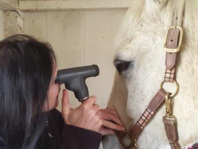 vet giving eye exam to horse