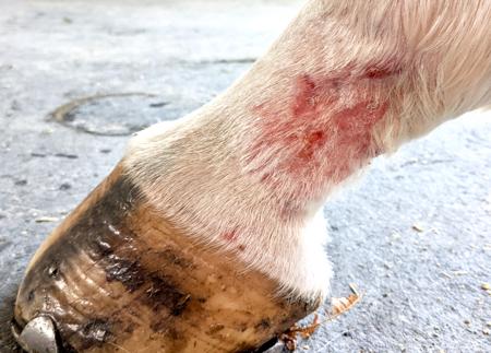 scratches on a white horse lower leg with pink skin