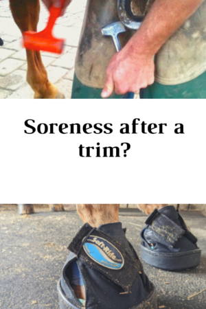 horse sore after a trim 2