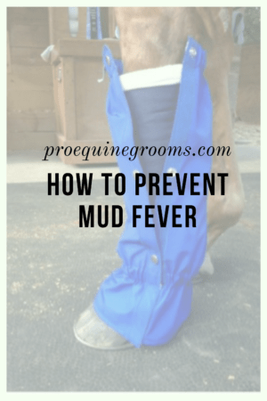 prevent mud fever 7