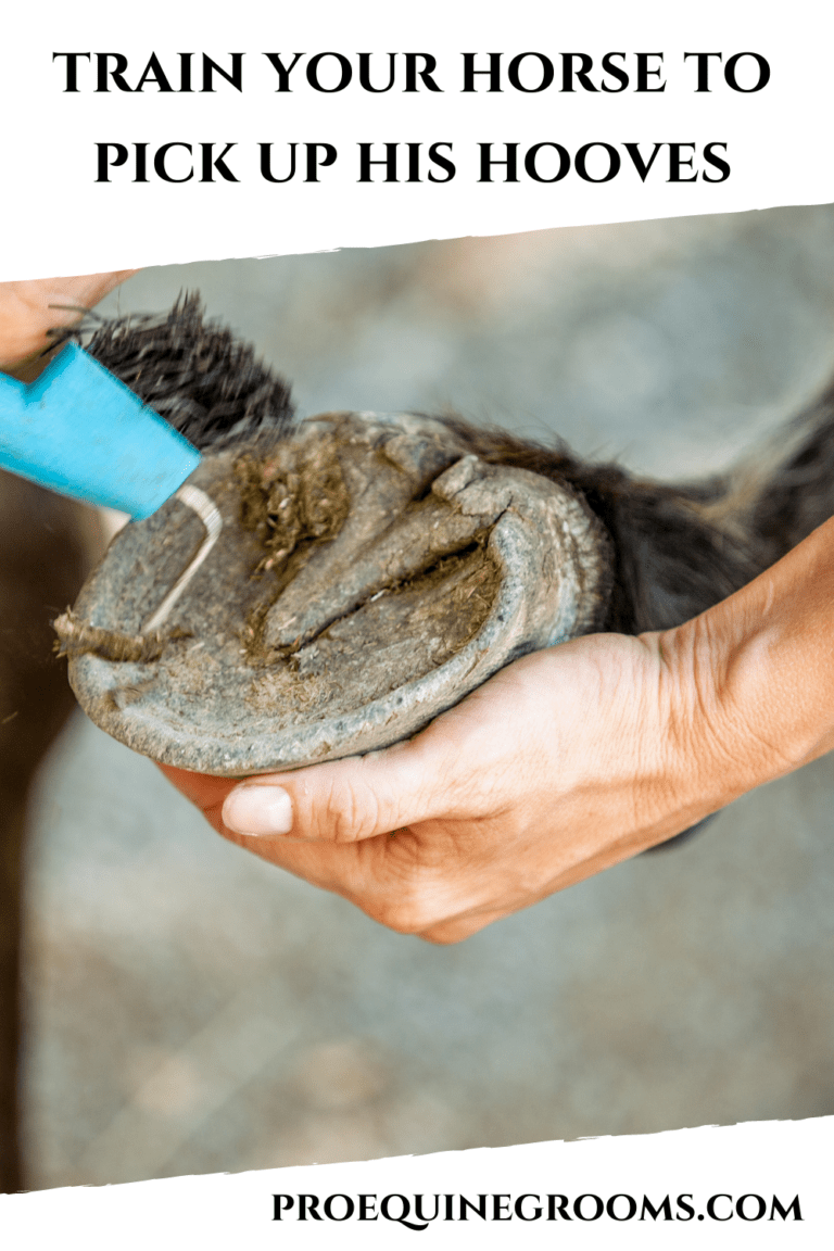 What to do When Your Horse Won't Pick Up His Feet Pro Equine Grooms