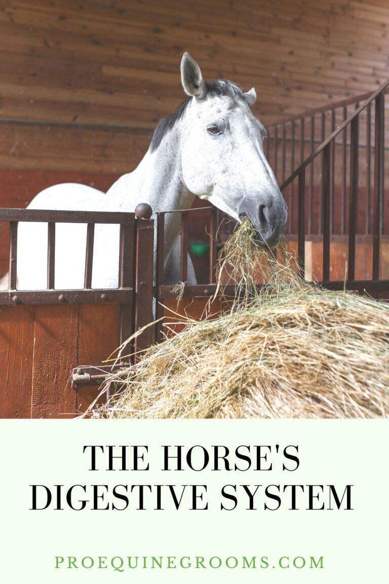 How Many Stomachs Does a Horse Have? Pro Equine Grooms