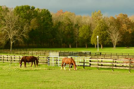 two horses in a pasture 