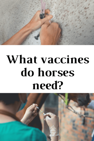 necessary horse vaccines 2