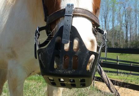 up close shot of horse wearing a grazing muzzle