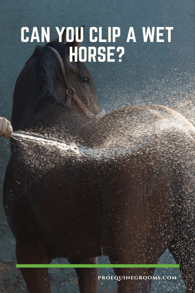 Can You Clip a Wet Horse? Pro Equine Grooms