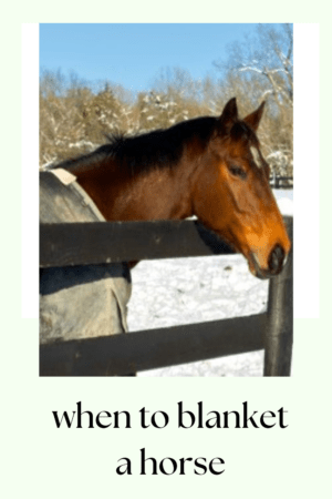 when to blanket a horse 3
