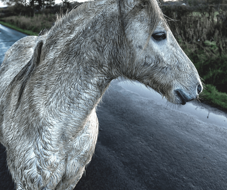 When to Blanket a Horse Pro Equine Grooms