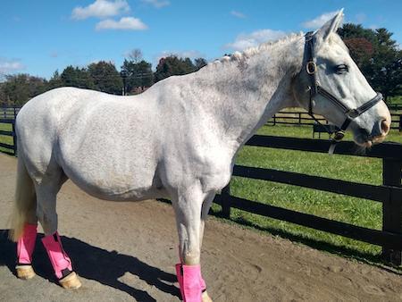 gray horse wearing fly boots 