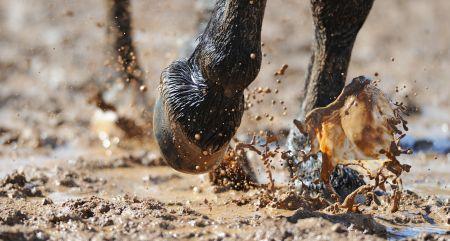 muddy horse hooves in wet footing 