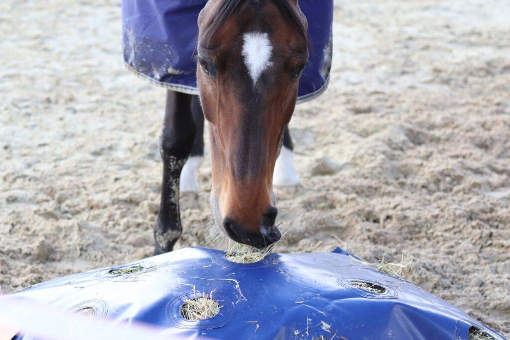 horse eating from the ground from a slow feeder hay bag