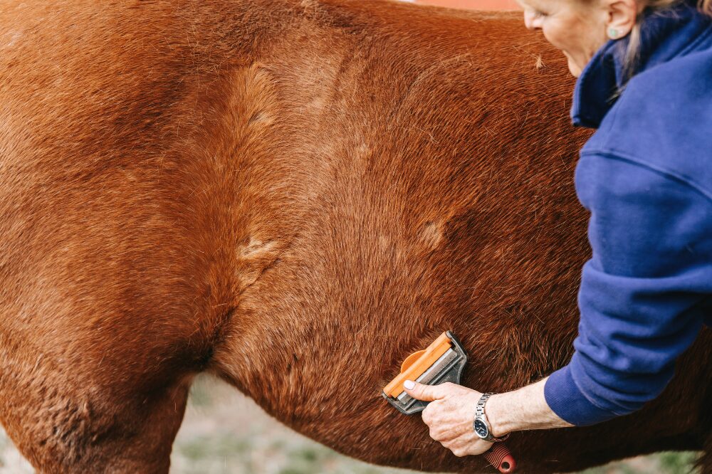 bay horse flank being groomed to shed the winter coat