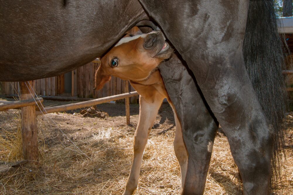 foal suckling the dam in a deeply bedded stall
