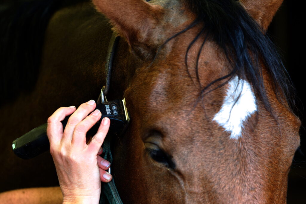 horse trimmers tidying a horse's face