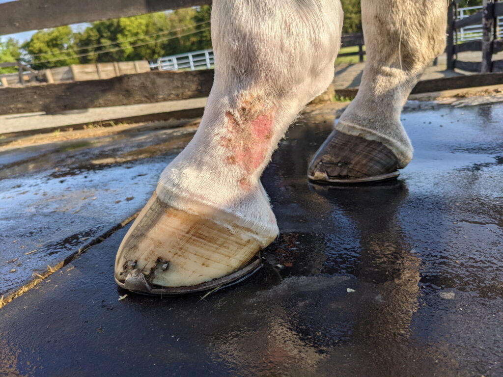 gray horse lower leg showing low heels and mud fever scabs