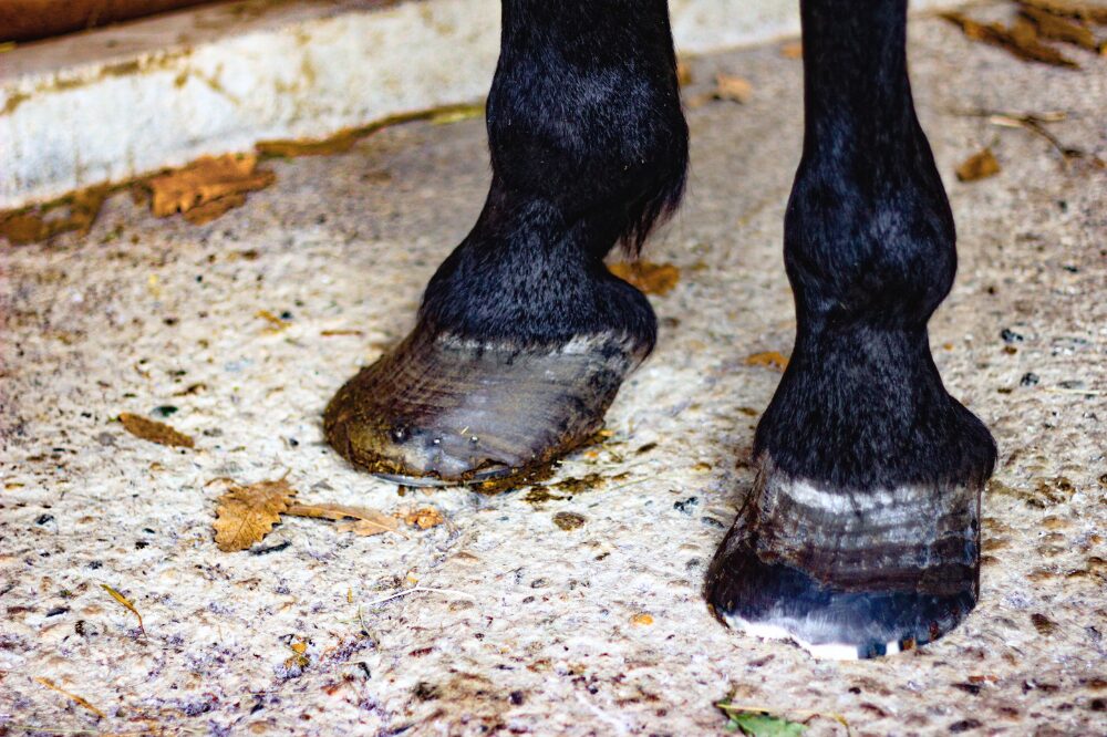 drastic case of underrun heels in a black horse