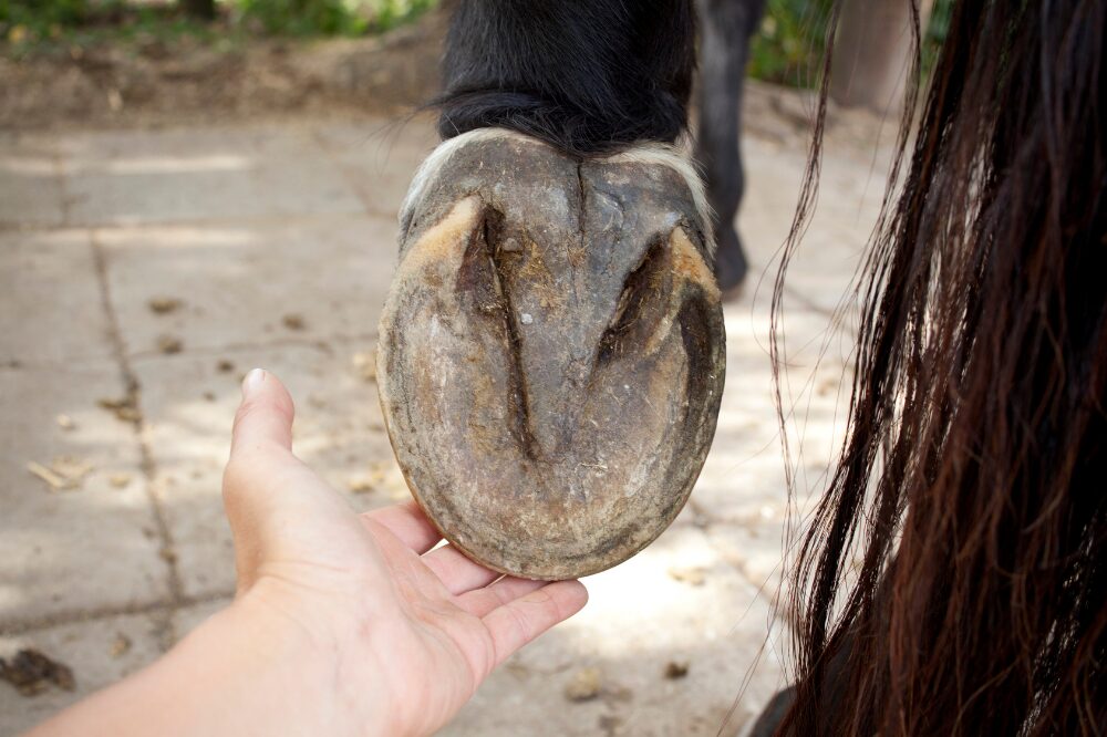 barefoot horse hoof sole