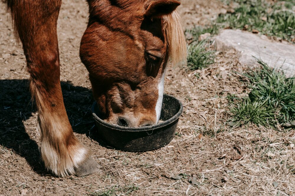 horse eating supplements from a shallow rubber bowl