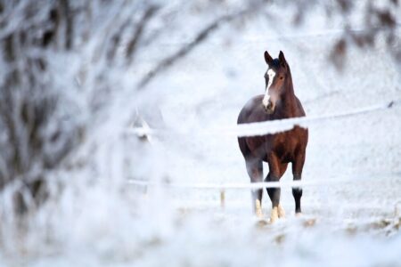 bay horse standing in a snowy and icy paddock