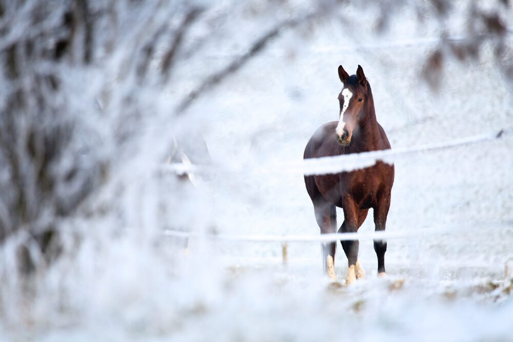 bay horse standing in a snowy and icy paddock