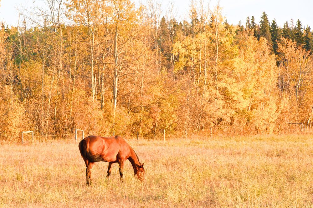 chestnut horse grazing on golden grass with fall trees