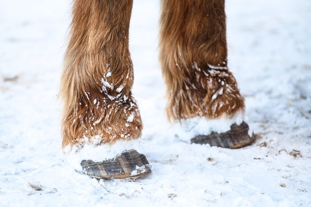 two horse legs standing in snow, showing snow around the hooves