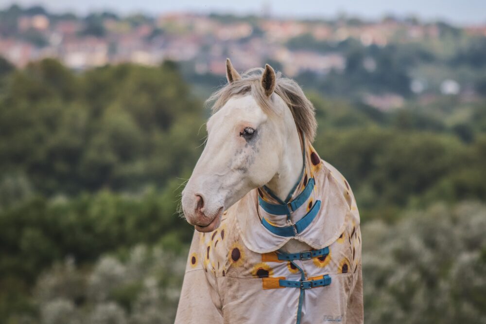 gray horse standing in a field wearing a blanket with neck cover