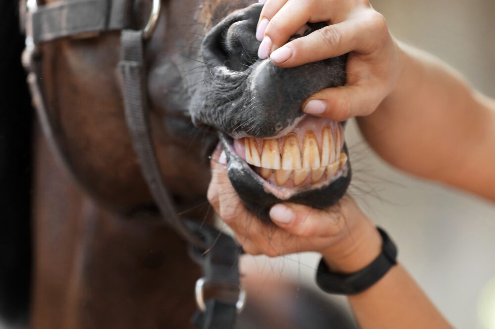 hands opening a horse's mouth to inspect their teeth