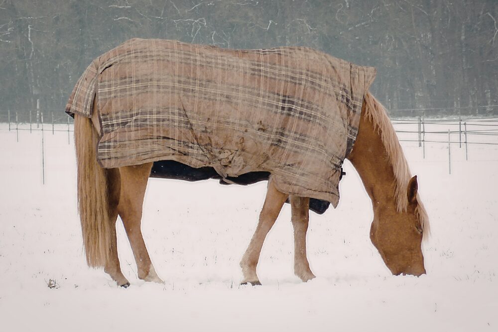 horse in plaid blanket in winter foraging in snow
