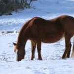 chestnut horse with a furry winter coat grazing through the snow