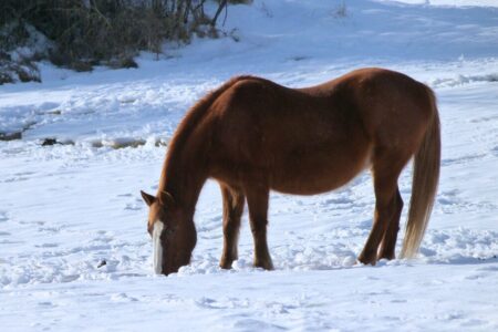 chestnut horse with a furry winter coat grazing through the snow