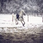 a gray horse on a lunge line with snow and mud on the ground
