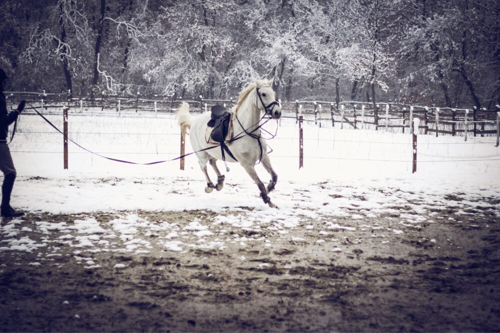 a gray horse on a lunge line with snow and mud on the ground