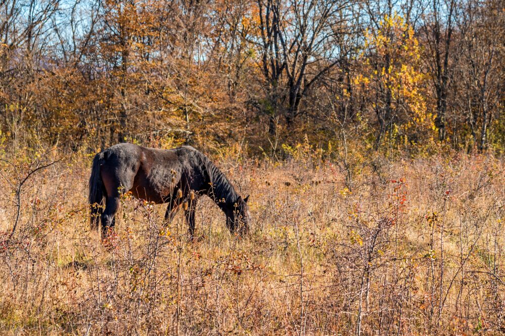 horse grazing in dry field full of weeds