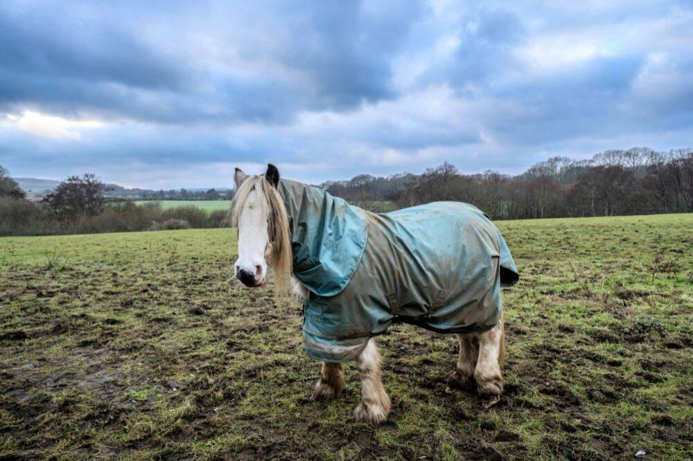 horse in blanket standing in a muddy field