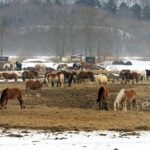 herd of horses standing in muddy pasture that is brown and overgrazed