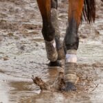 legs of a horse wearing leg wraps walking through a muddy puddle