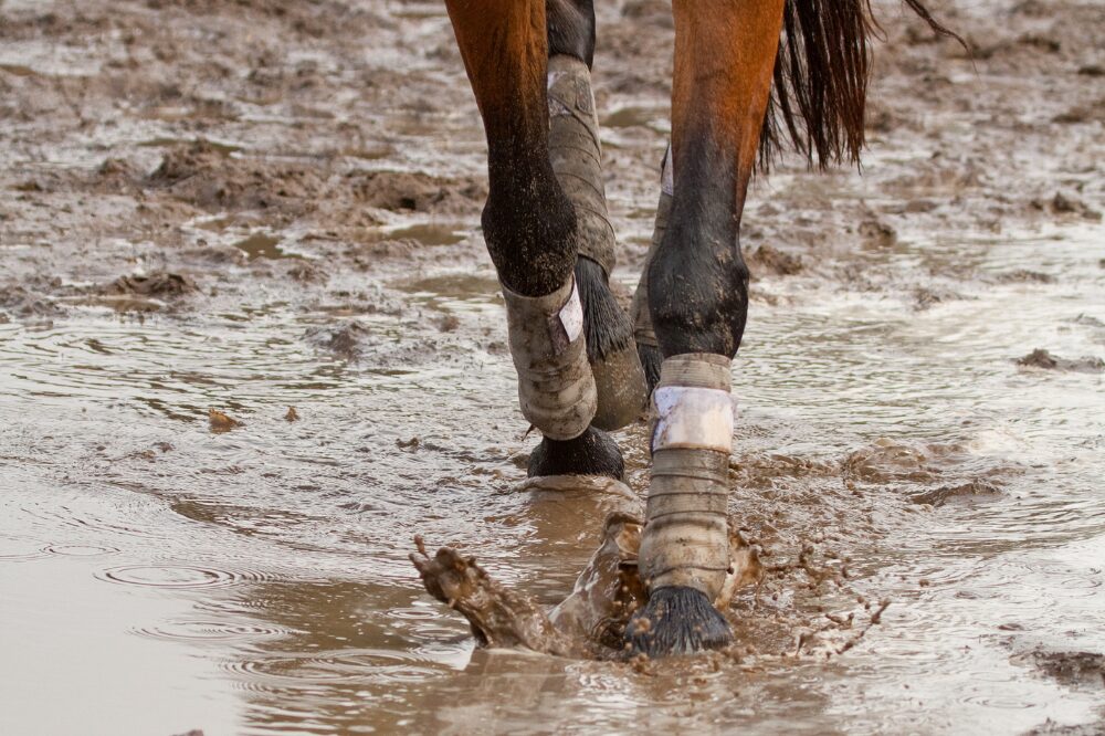 legs of a horse wearing leg wraps walking through a muddy puddle