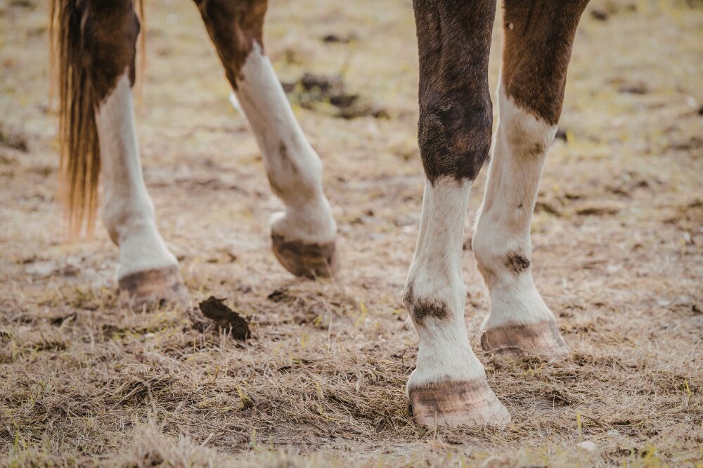 horse standing on short, overgrazed pasture in winter