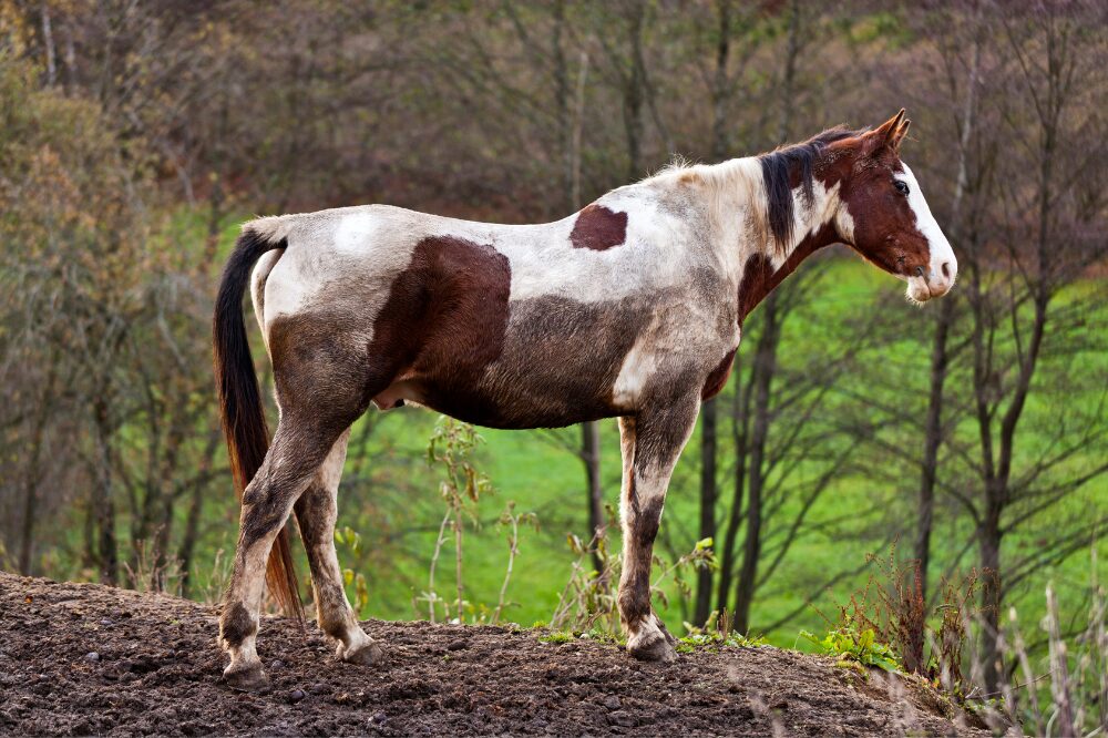 paint horse with mud from the belly down standing on muddy ground