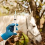 horse in background of an equine vet holding an injection