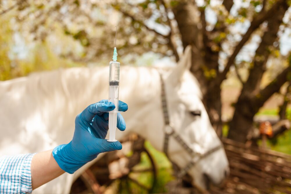 horse in background of an equine vet holding an injection