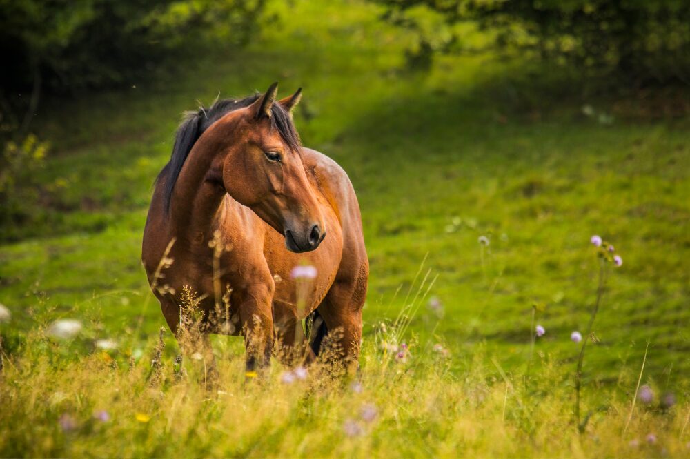 horse looking sideways while standing in a field with grass and wildflowers